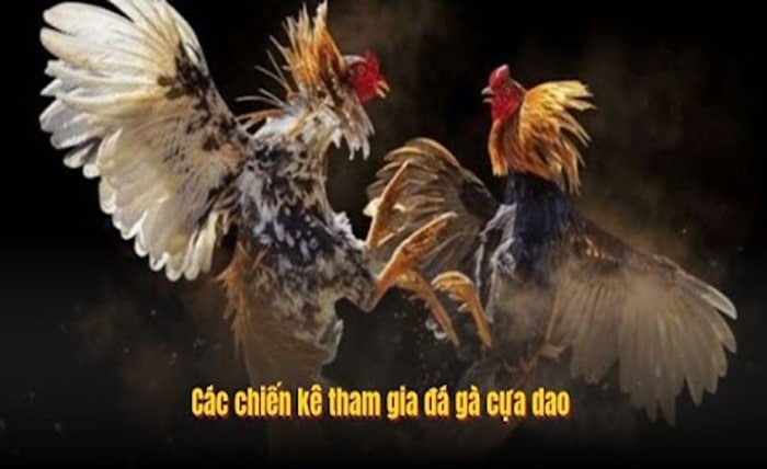 Đá Gà Cựa Dao